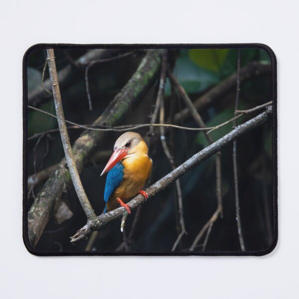 Item preview, Stork billed kingfisher, Pelargopsis capensis designed and sold by Zosimus.