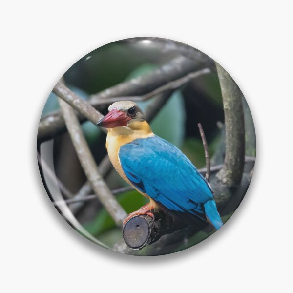 Item preview, A stork billed kingfisher, Pelargopsis capensis, on a branch. designed and sold by Zosimus.