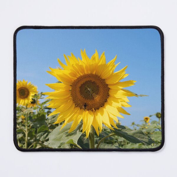 Item preview, Sunflower designed and sold by heidipics.