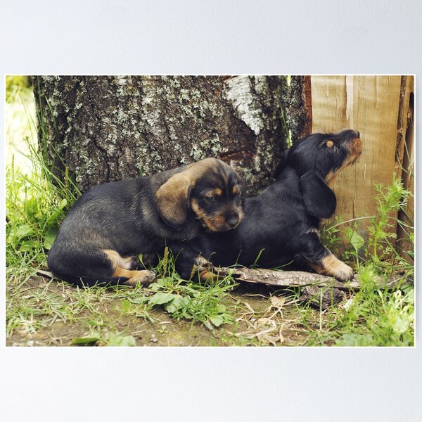 Item preview, Dachshund brothers scheming new adventures designed and sold by riku05830.