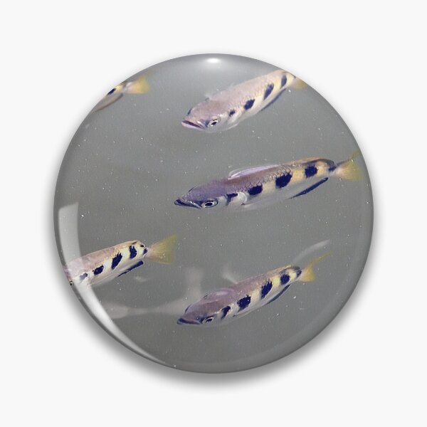 Item preview, A group of Banded Archerfishes, Toxotes jaculatrix, in muddy water designed and sold by Zosimus.