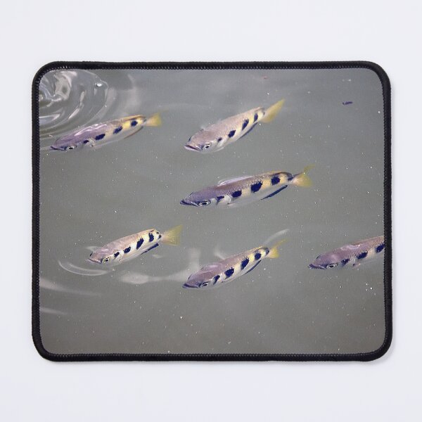Item preview, A group of Banded Archerfishes, Toxotes jaculatrix, in muddy water designed and sold by Zosimus.