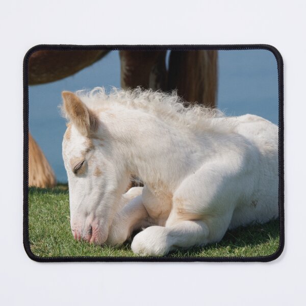 Item preview, White Foal designed and sold by heidipics.