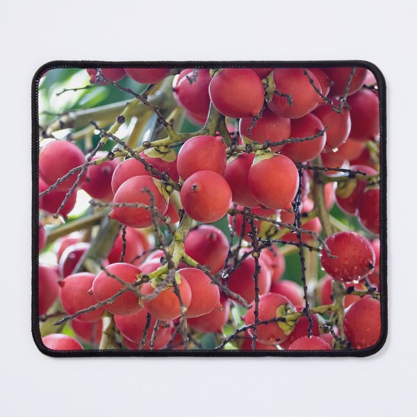 Item preview, Foxtail palm fruits, Wodyetia bifurcata designed and sold by Zosimus.