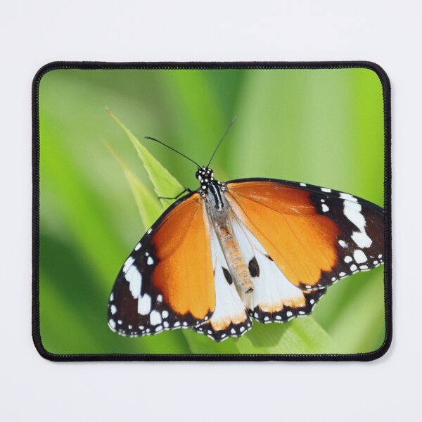 Item preview, Plain tiger butterfly, Danaus chrysippus chrysippus designed and sold by Zosimus.