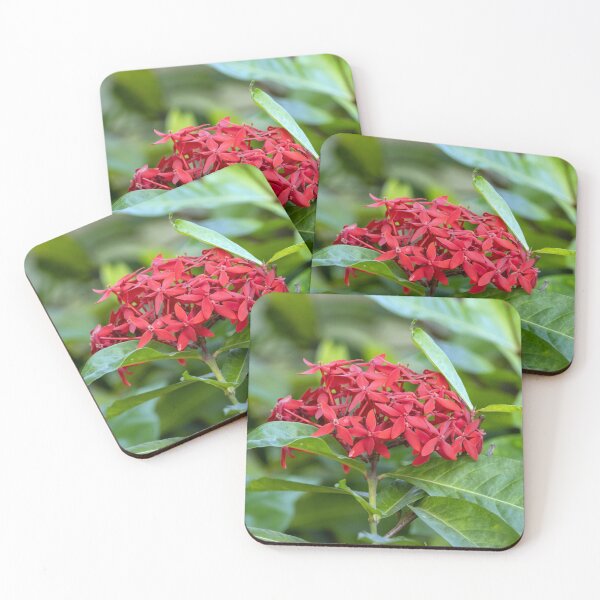 Item preview, Javanese ixora, Ixora javanica designed and sold by Zosimus.