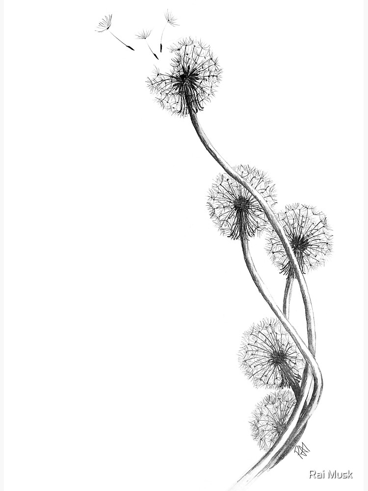 Hand drawn dandelion floral greeting card background. 2948676