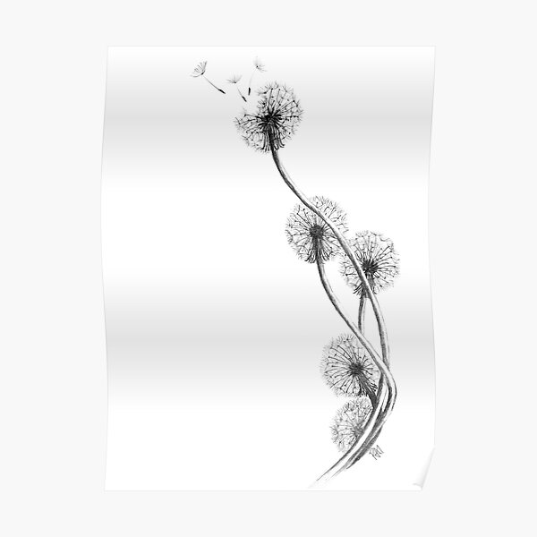 detailed drawing of dandelion clocks Poster