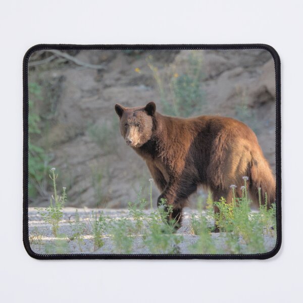 Item preview, Bleached Bear designed and sold by Tom Talbott.