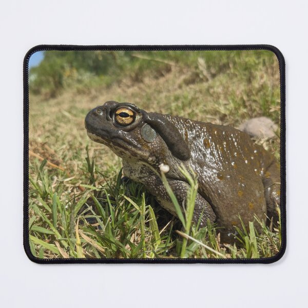 Item preview, Don't Kiss This Toad designed and sold by Tom Talbott.