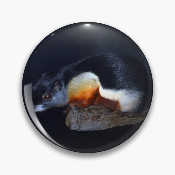Item preview, Prevost's Squirre designed and sold by Savannah Gibbs.