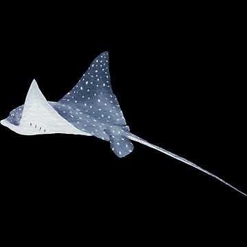 Artwork thumbnail, Stingray Fish illustration by LionessLove