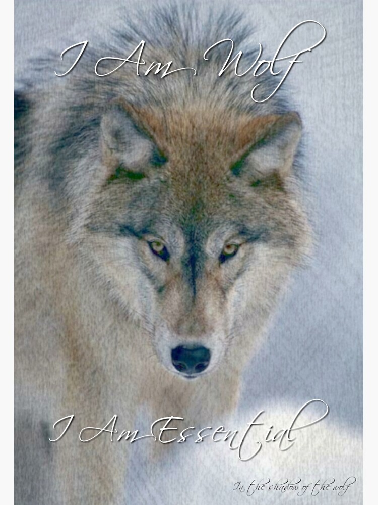 Wolf by WolfShadow27