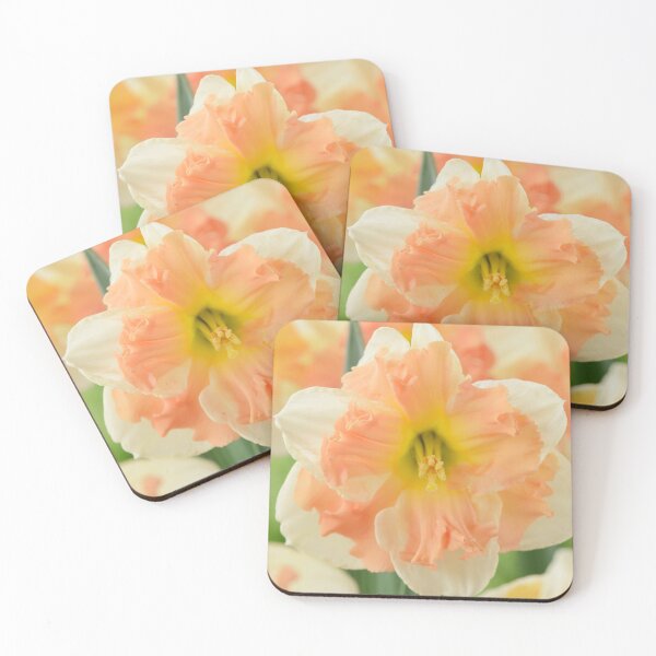 Item preview, Narcissus  'Vanilla Peach'  Daffodil  Division 11a Split-corona   designed and sold by Chris Burrows.