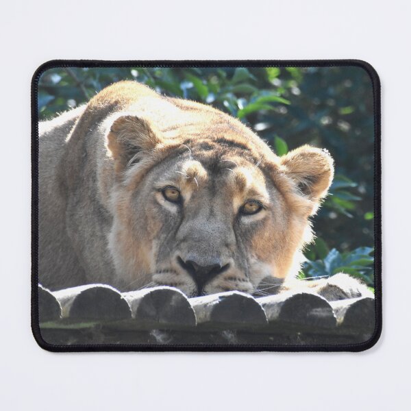 Item preview, Sleepy Lion designed and sold by megjayne-photos.