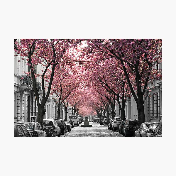 Famous cherry blossom avenue in Bonn, Germany Photographic Print