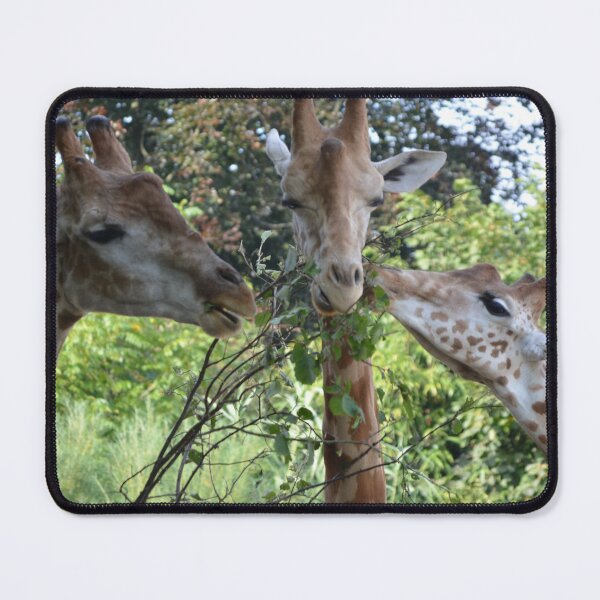 Item preview, Giraffes designed and sold by animal-animal.