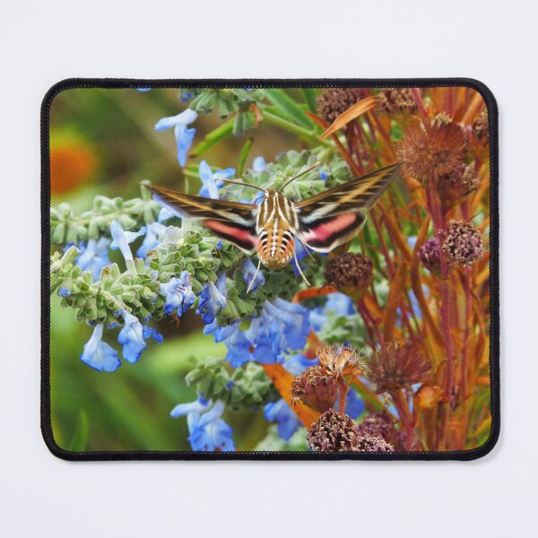 Item preview, Sphinx Moth on Blue Sage designed and sold by GardenOfPeace.