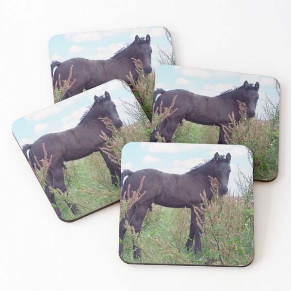 Item preview, Friesian colt designed and sold by Calidris Fotografie Steffi & Ben Köppler.