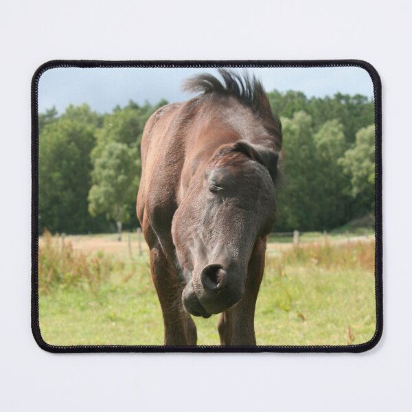 Item preview, Friesian colt shaking his head designed and sold by Calidris Fotografie Steffi & Ben Köppler.