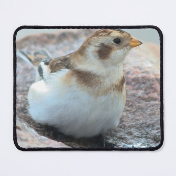 Item preview, Snow bunting designed and sold by Calidris Fotografie Steffi & Ben Köppler.