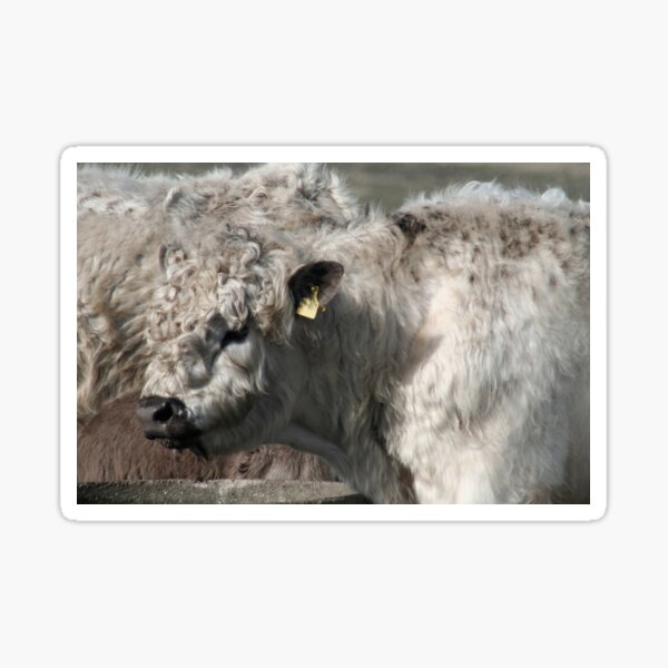 Item preview, Galloway calf designed and sold by Calidris Fotografie Steffi & Ben Köppler.