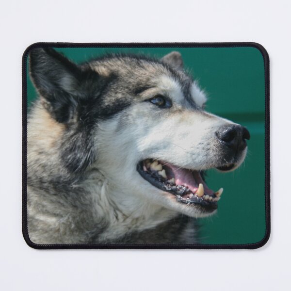 Item preview, Alaskan Malamute designed and sold by Calidris Fotografie Steffi & Ben Köppler.