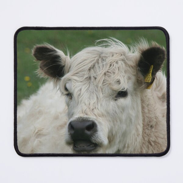 Item preview, Galloway calf designed and sold by Calidris Fotografie Steffi & Ben Köppler.