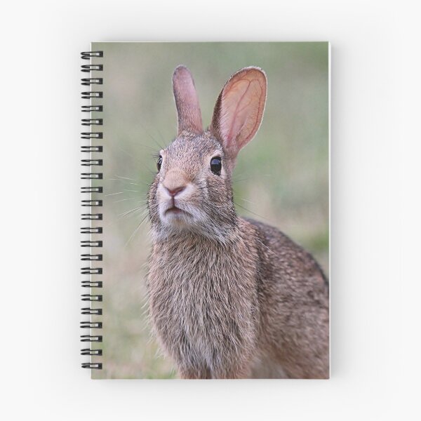 Item preview, Cottontail close up designed and sold by Linda Crockett.