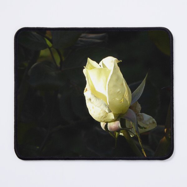 Item preview, Winter rose. designed and sold by Paul Pasco.