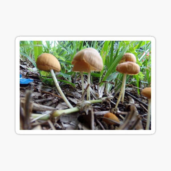 Little Mushrooms On The Ground Sticker