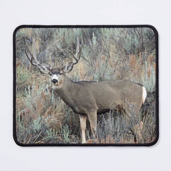 Item preview, Utah mule deer buck designed and sold by Saltypro.