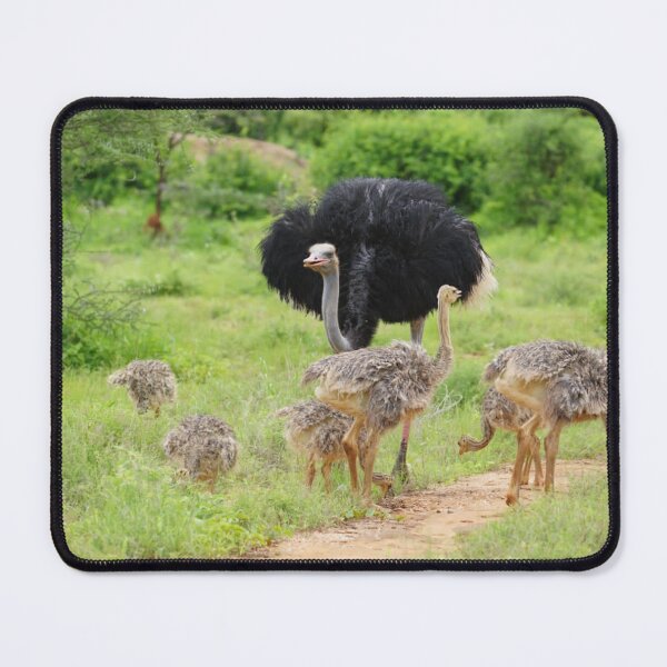 Item preview, Singing motherly Ostrich designed and sold by annenambiro.