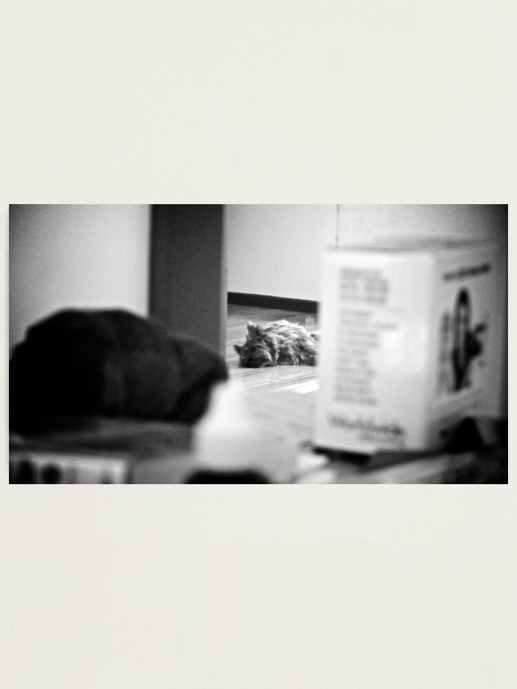 Alternate view of Spying on Stan Photographic Print