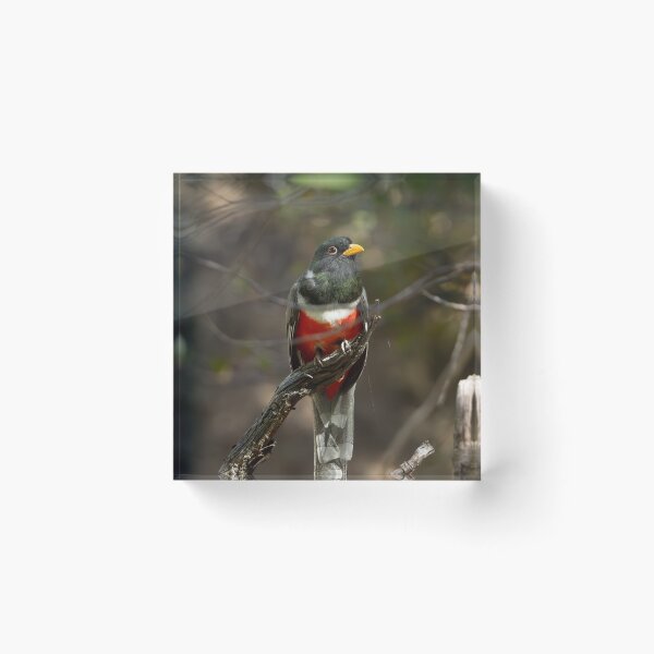 Item preview, Elegant Trogon designed and sold by CESW Photography.