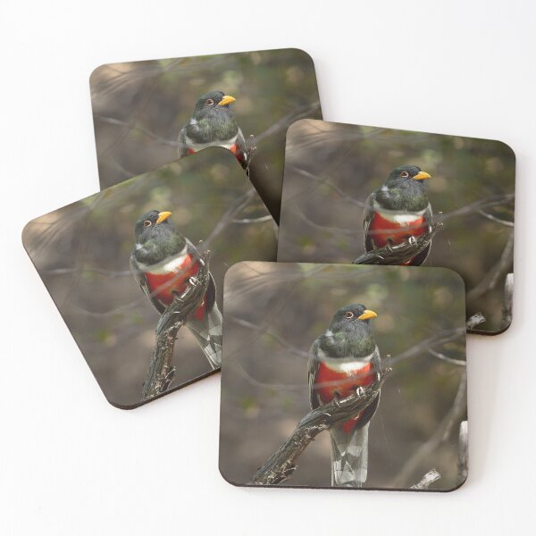 Item preview, Elegant Trogon designed and sold by CESW Photography.