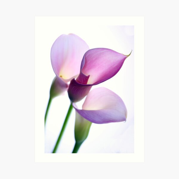Oh Lily Art Print
