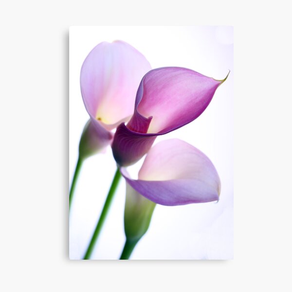Oh Lily Canvas Print