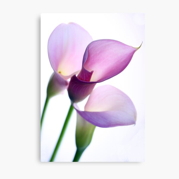 Oh Lily Metal Print