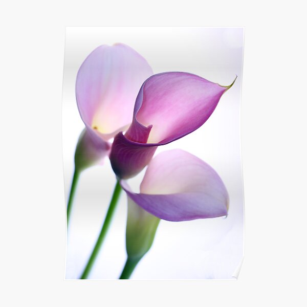Oh Lily Poster