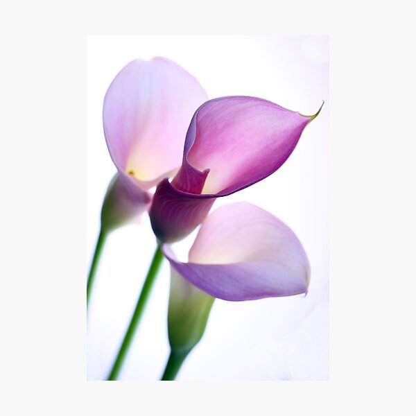 Oh Lily Photographic Print