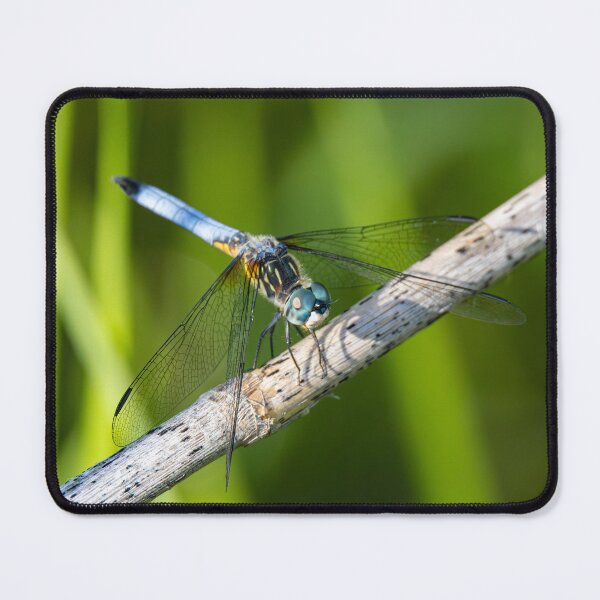 Item preview, Blue Dasher Dragonfly designed and sold by SkyeNotions.