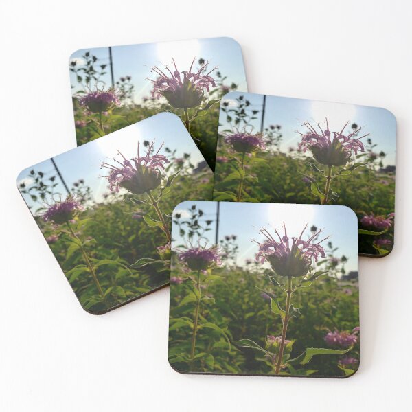 Item preview, Wild Bergamot fields forever. designed and sold by GardenOfPeace.