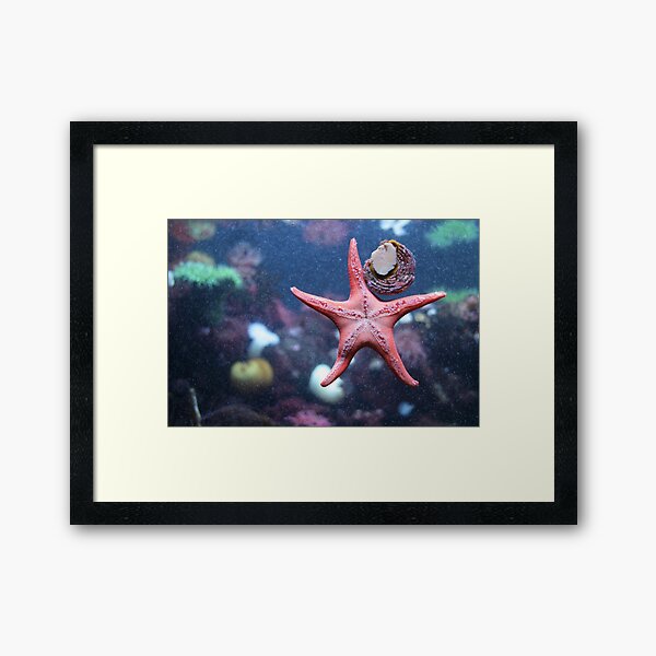 Starfish Framed Art Print