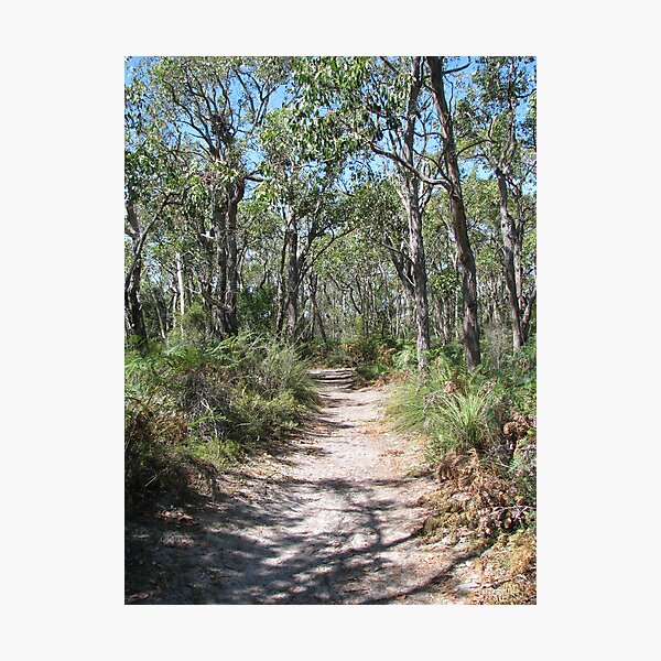 Item preview, Bush Track - Glenelg River designed and sold by Robert Jenner.