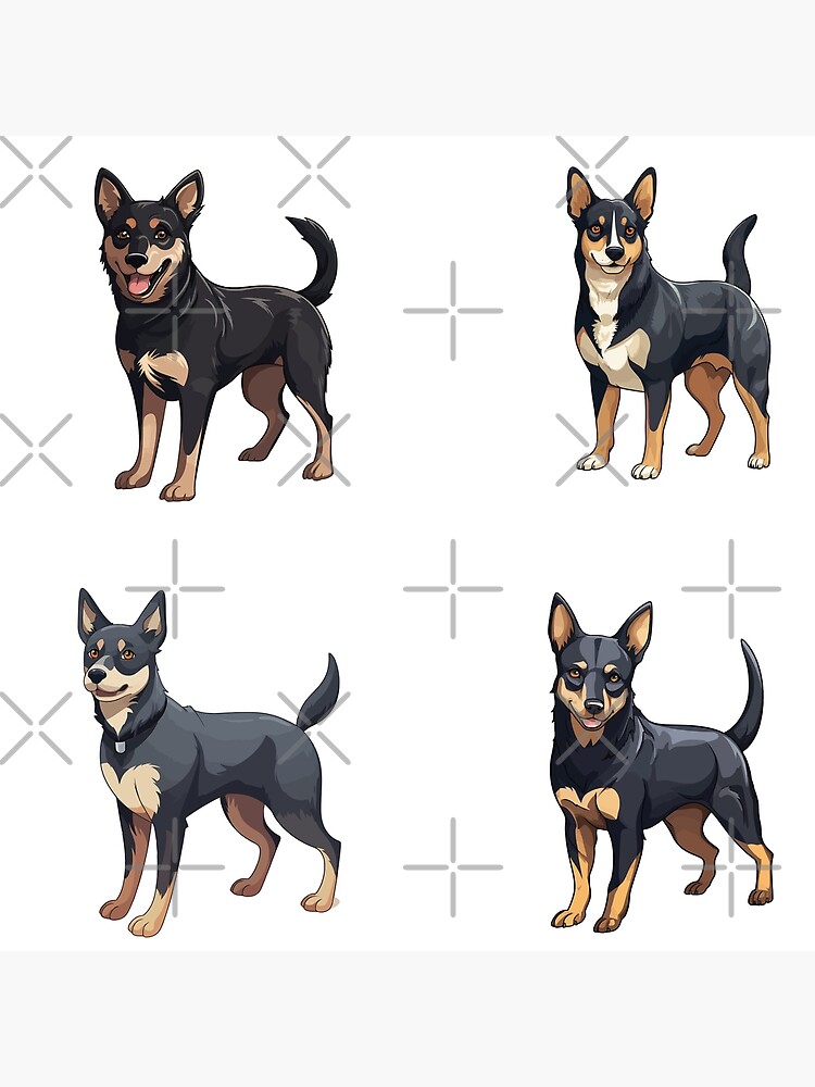 Australian Kelpie Dogs
