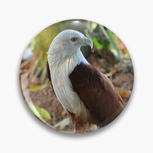 Item preview, Brahminy Kite Raptor Bird of Prey designed and sold by IPPhotography.