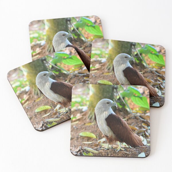 Item preview, Brahminy Kite Raptor Bird of Prey designed and sold by IPPhotography.