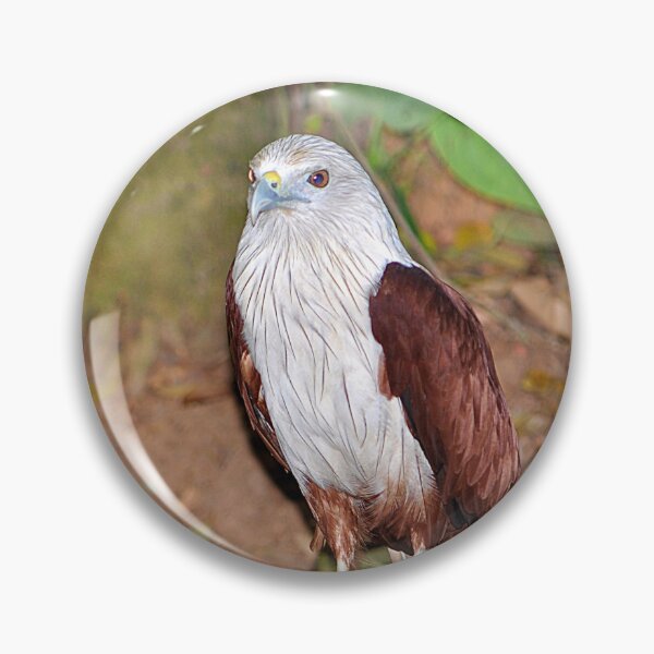 Item preview, Brahminy Kite designed and sold by IPPhotography.