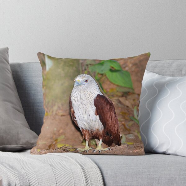 Item preview, Brahminy Kite designed and sold by IPPhotography.